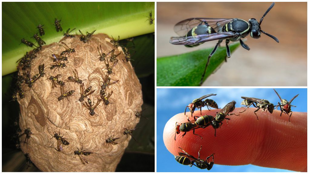 Для чего нужны осы в природе: ответы энтомологов
