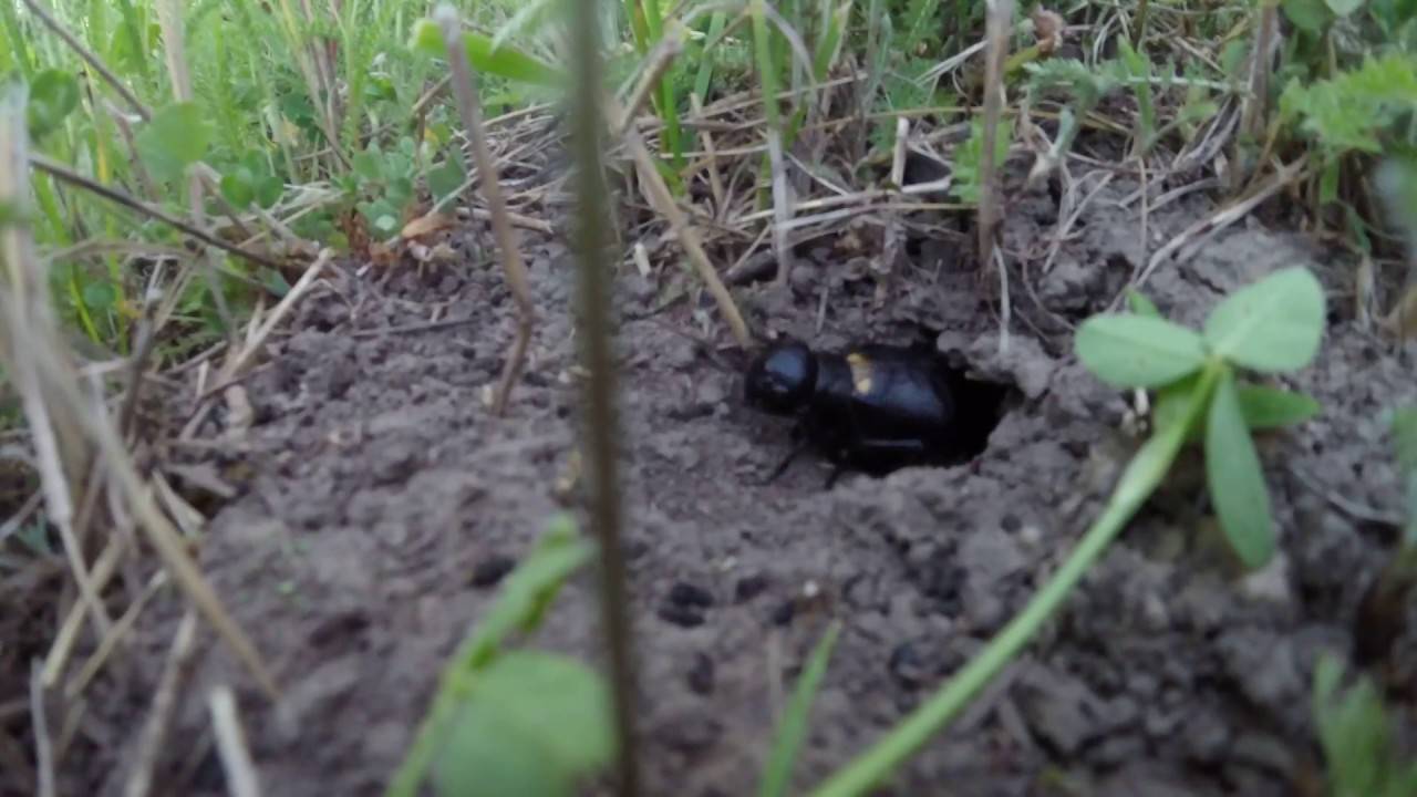 Сверчок для слепых. Пильна сверчок поет. Когда начинают петь сверчки.