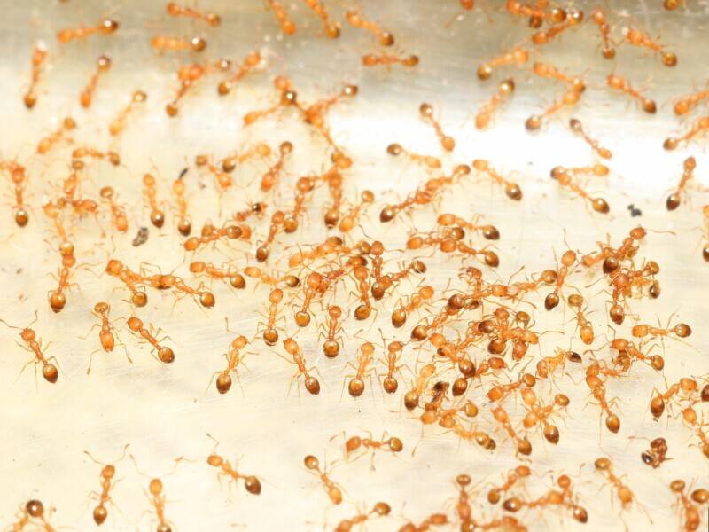 Особенности образа жизни муравьев и интересные факты о них