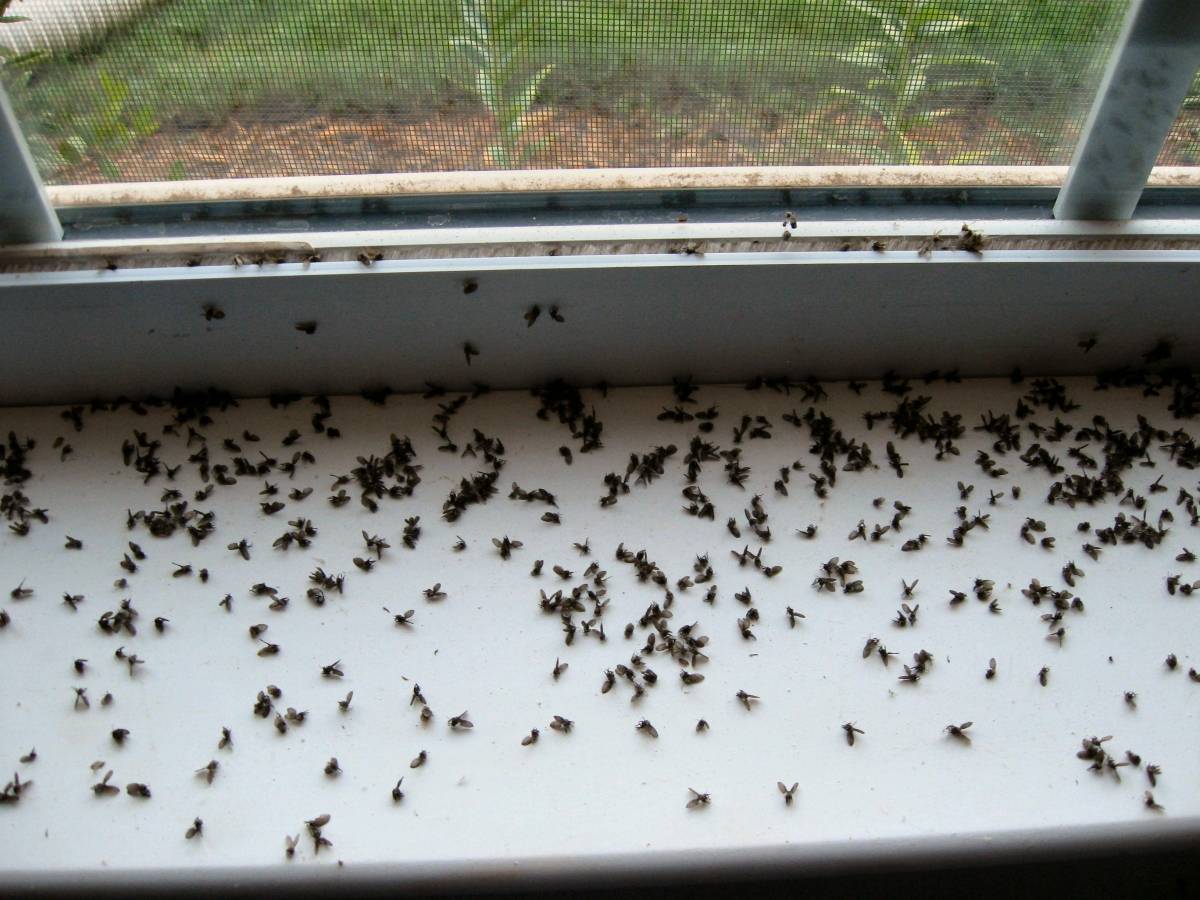 Откуда берутся мухи в закрытом помещении - не секрет