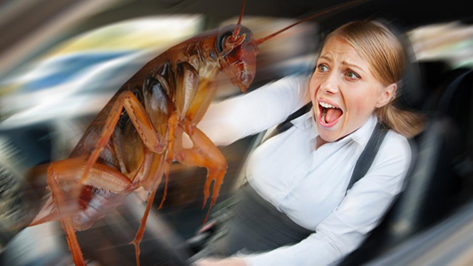 Боязнь тараканов(блаттофобия): как избавиться и называется фобия