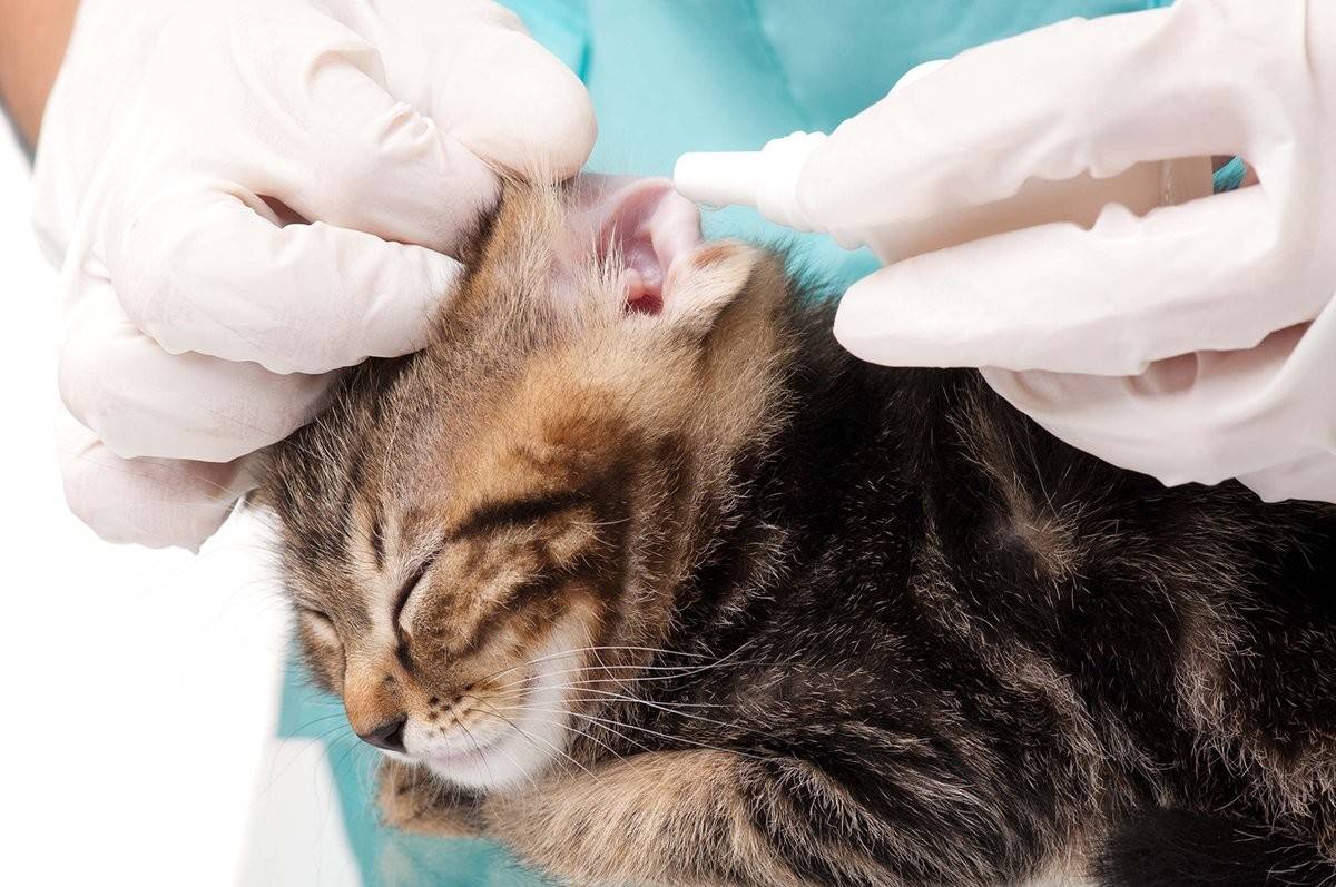 Ушной клещ (отодектоз) у кошек - фото, симптомы, лечение в домашних условиях, препараты