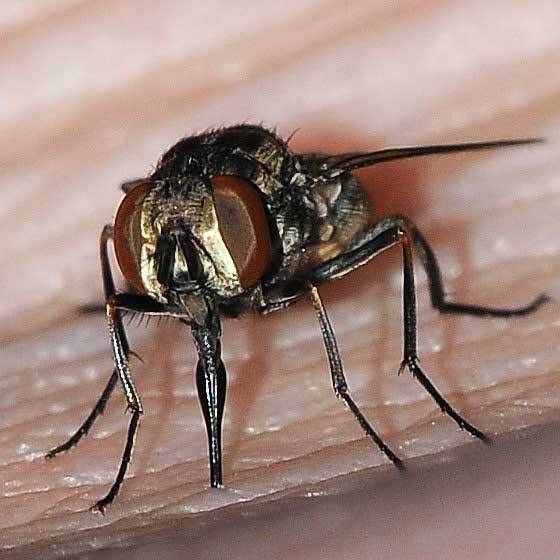 Укусы насекомых: примеры укусов с фото, кто укусил и как оказать первую помощь