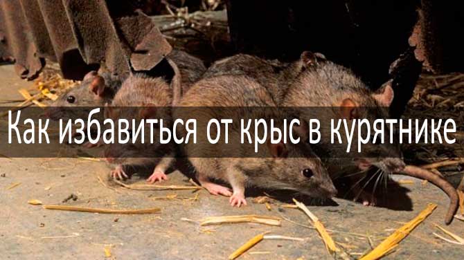 Как вывести крыс и мышей из курятника: методы борьбы и избавления от грызунов