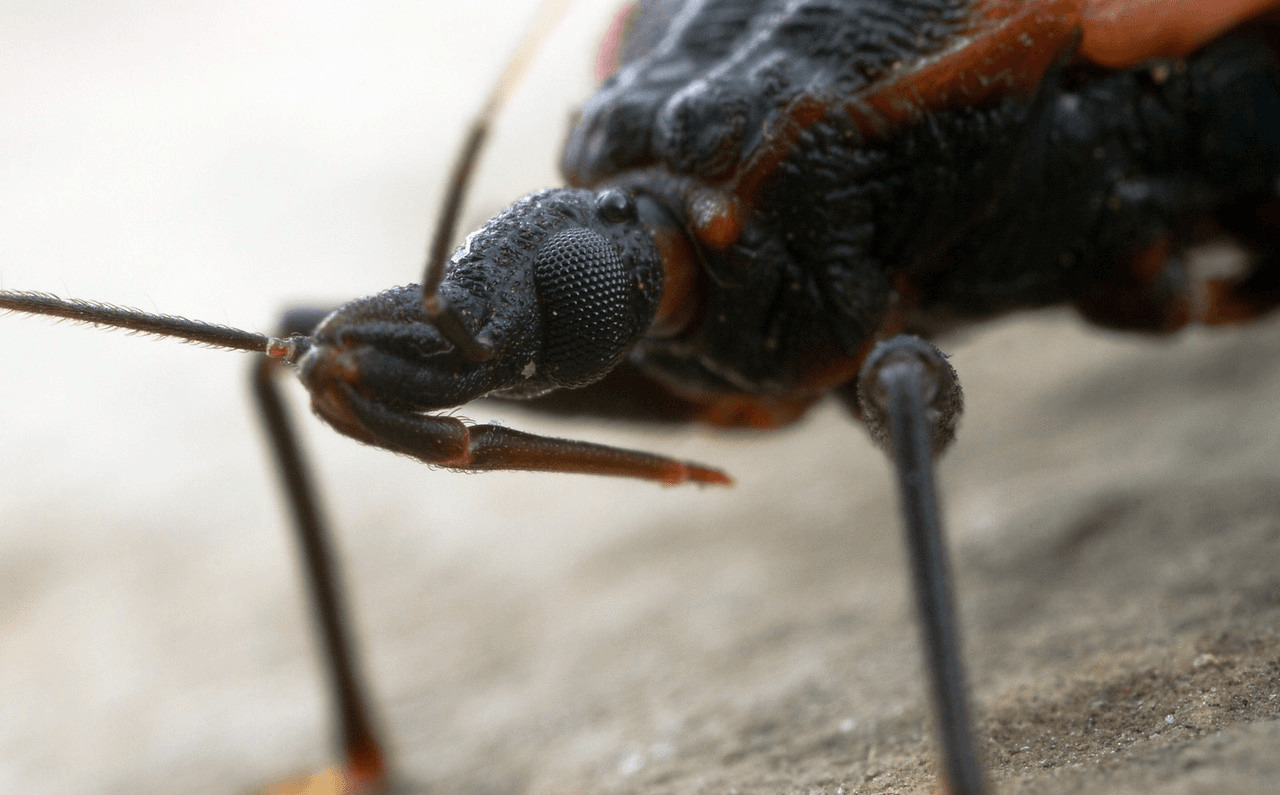 Клоп убийца – где обитает опасное насекомое, как он передает инфекцию | rvdku.ru
