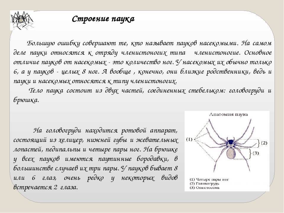 Система паук. Откуда берется паутина у паука. Откуда паутина у пауков выходит. Жалоба от паука. Паутинные железы у пауков.