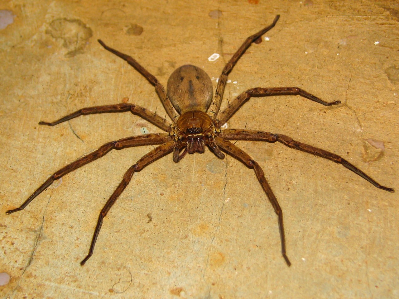 Топ-10 самых опасных пауков в мире