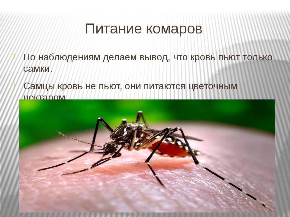 Как и зачем комары пьют кровь