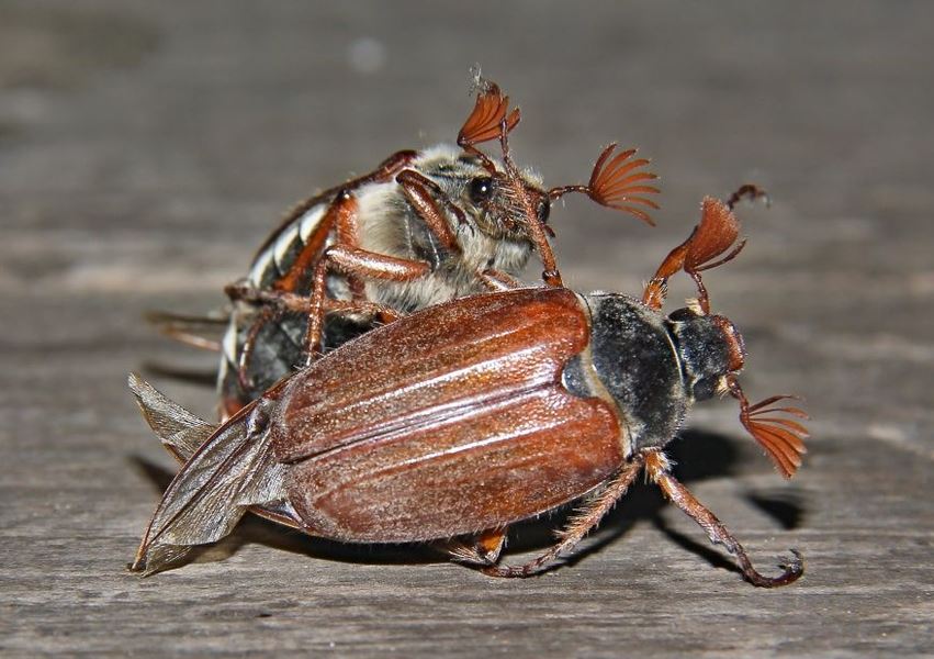 Сонник майские жуки много во сне видеть к чему снятся?