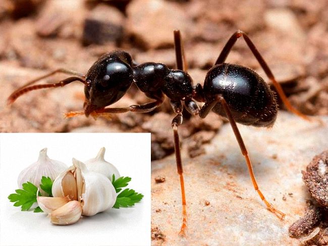 Как избавиться от муравьев на дачном участке раз и навсегда народные средства видео