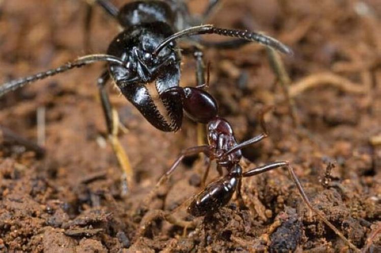 Бродячие муравьи - где обитают, особенности жизнедеятельности, размножения