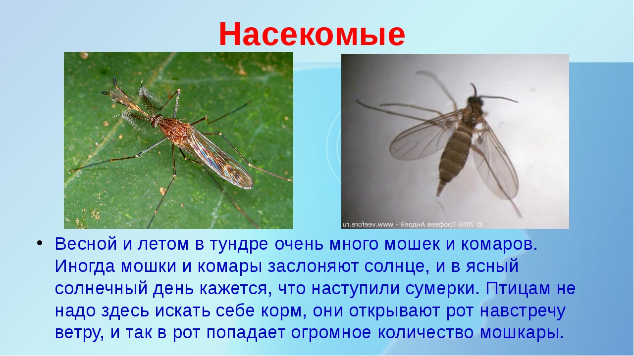 Комар – описание, образ жизни и среда обитания