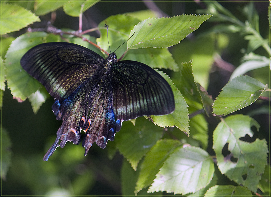 Бабочка сова: фото и образ жизни сумеречного мотылька