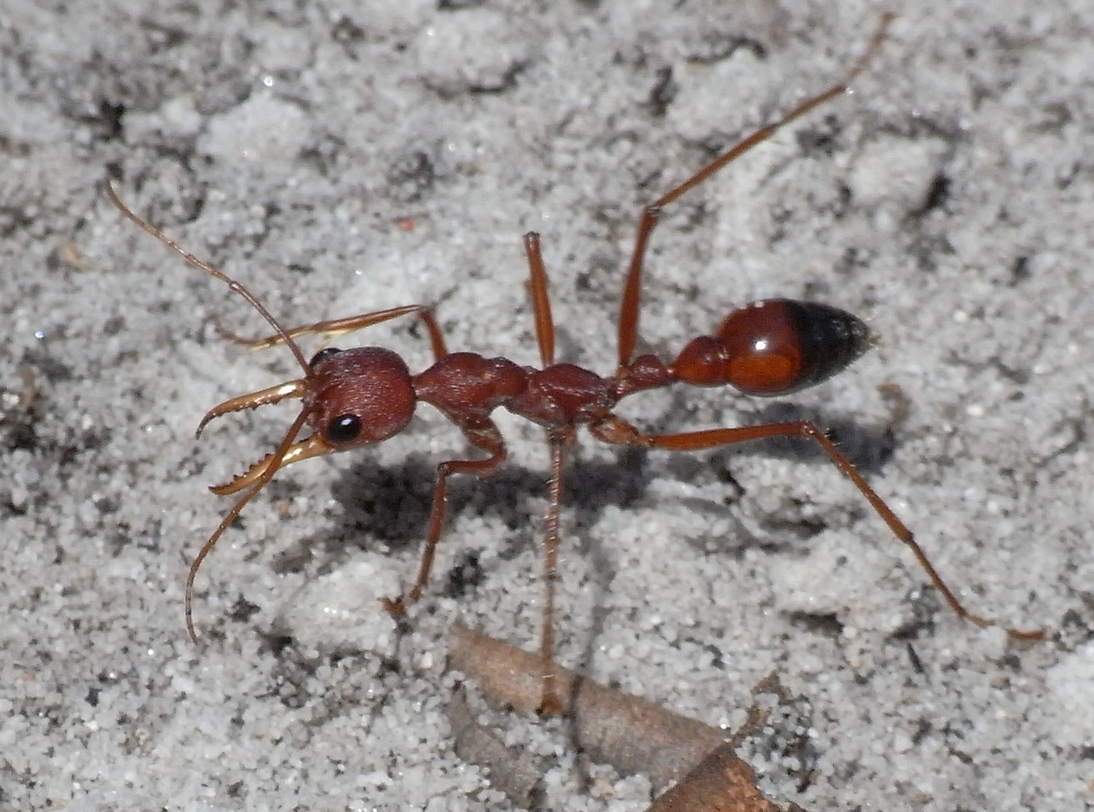 Чёрный муравей-бульдог — википедия. что такое чёрный муравей-бульдог