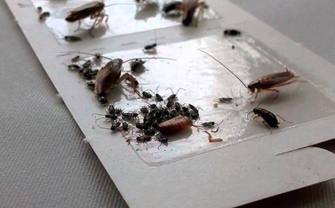 Как сделать ловушки для тараканов — клеевая, электрическая, ультразвуковая и другие