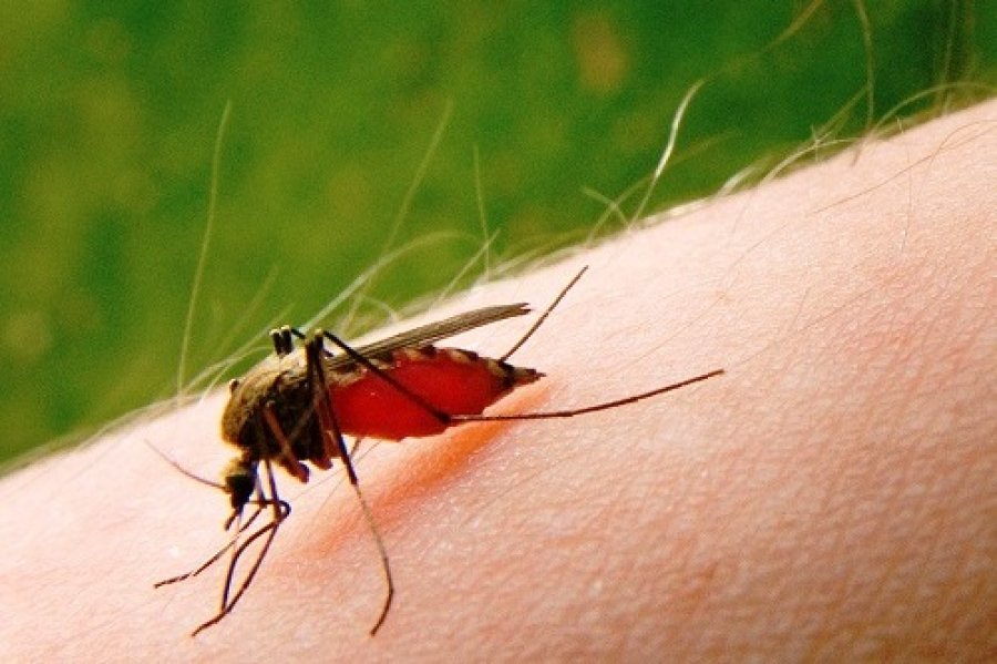 Укус малярийного комара: симптомы, что делать