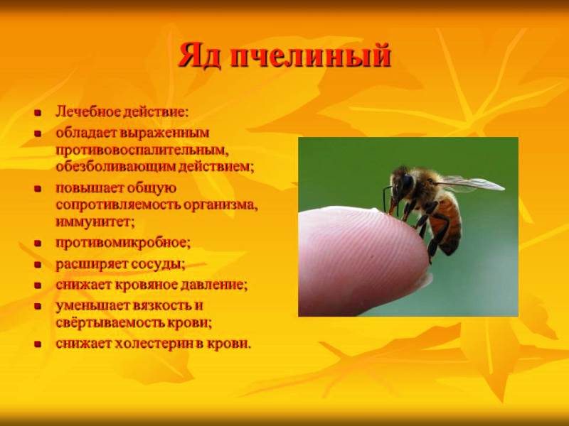 Оса насекомое. образ жизни и среда обитания осы | животный мир
