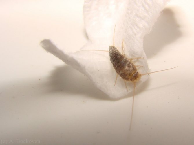 Белые насекомые в ванной, как бороться?