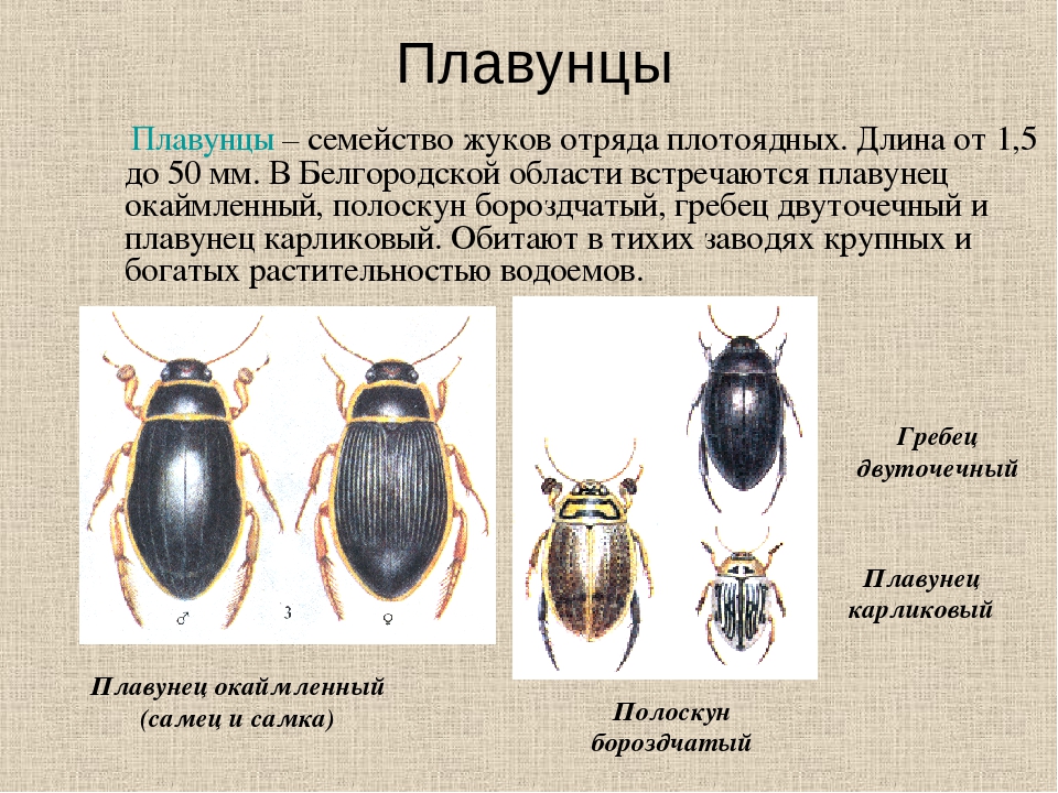 Жук-плавунец: развитие хищного насекомого от личинки до имаго