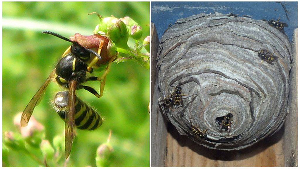 Земляные осы – что делать, если полосатые хищницы поселились в огороде