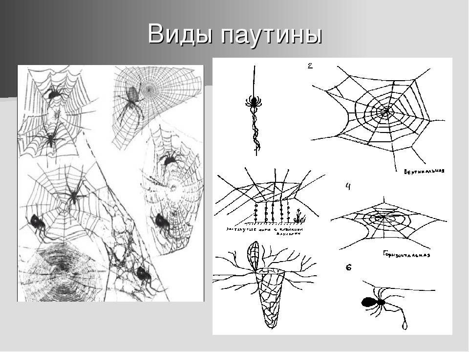 Удивительные факты о пауках на паутине