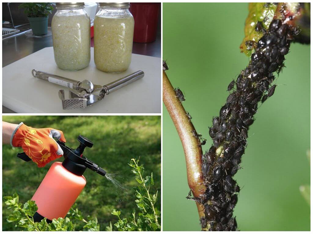 Как избавиться от тли – эффективные инсектициды и щадящие средства для богатого урожая!