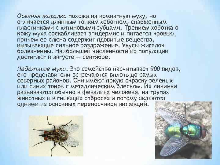 Зеленая муха: фото и описание