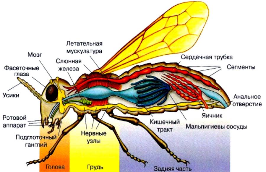 Строение таракана