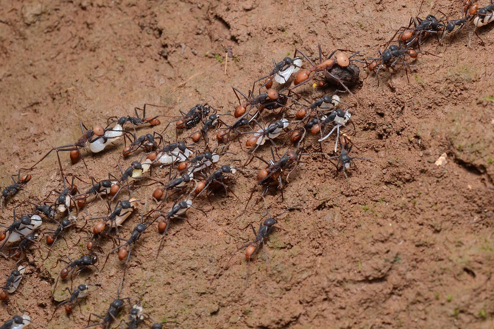 Африканский бродячий муравей