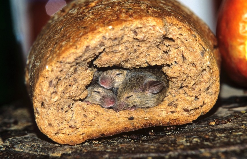 Кто ест мышей из животных в дикой природе