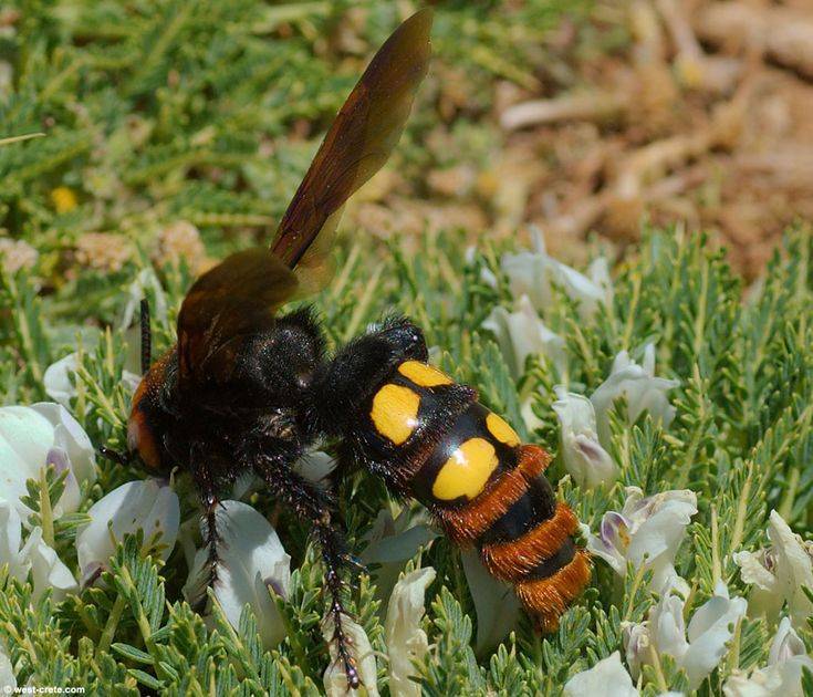 Земляные осы – особенности биологии вида насекомых