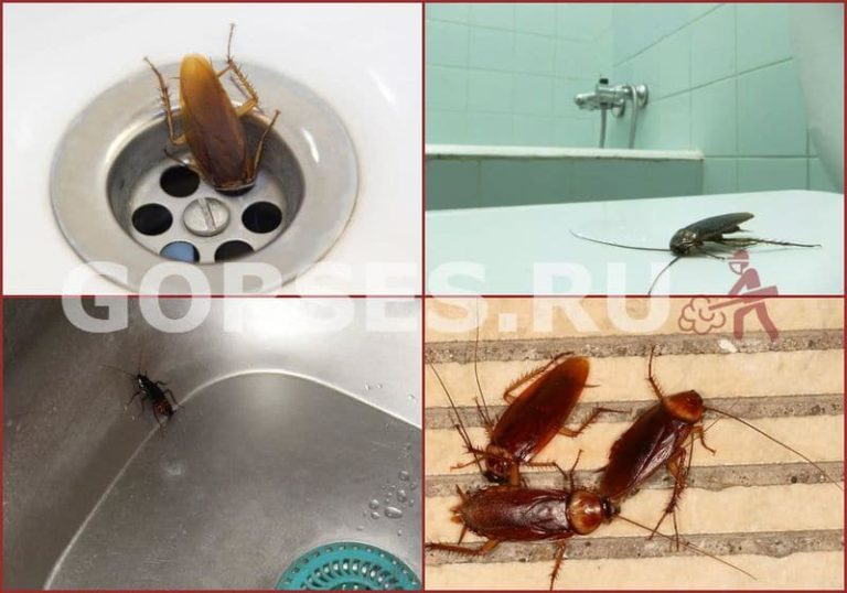 Причины появления тараканов в квартире, откуда они берутся и пути их проникновения