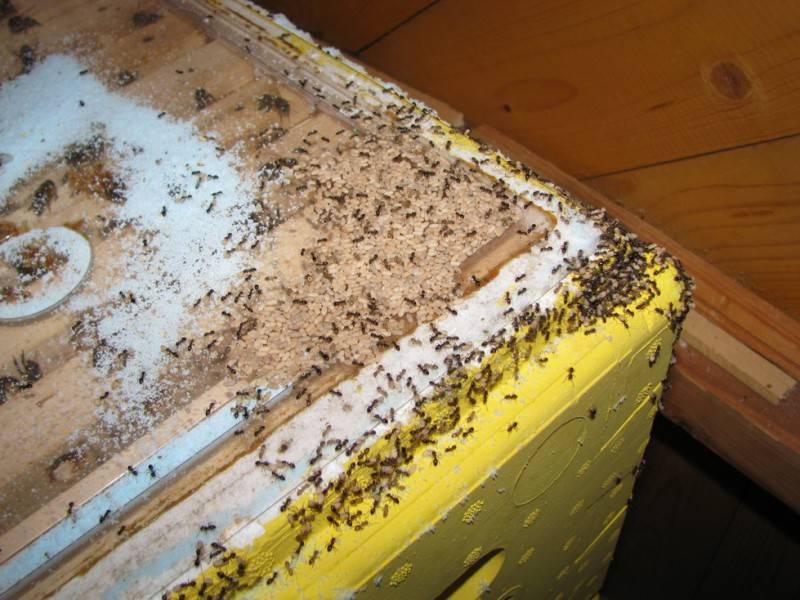 Как муравьи и пчелы борются с эпидемиями — и чему мы можем у них научиться