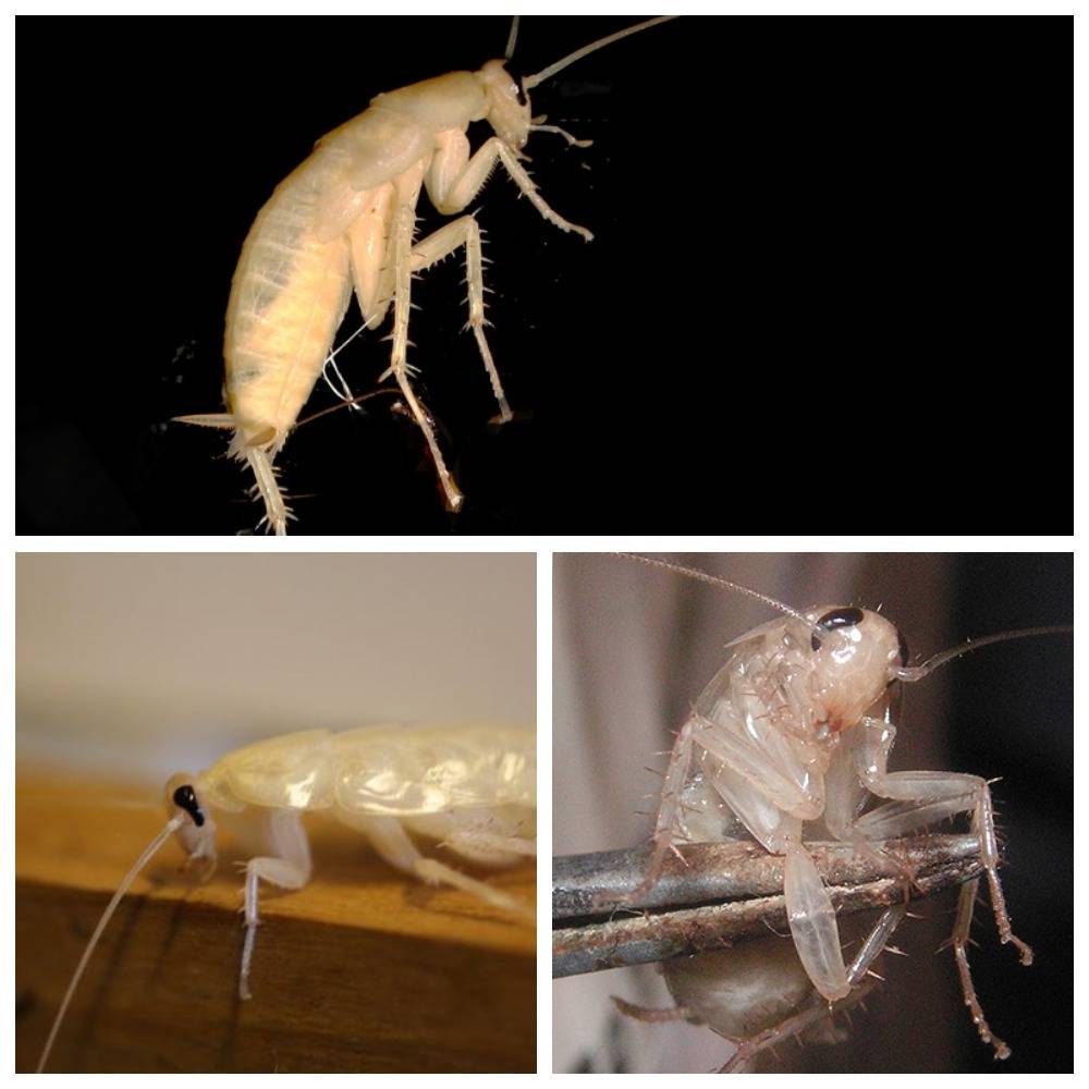 Белый таракан: откуда берется и методы борьбы с паразитом