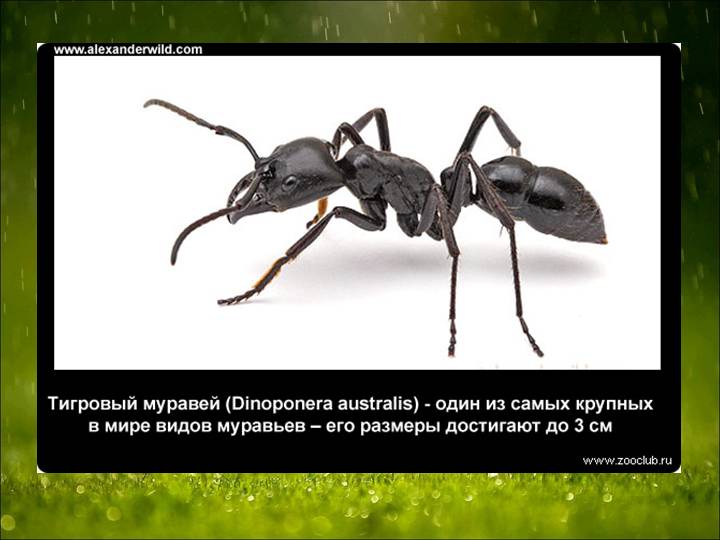 Значение муравьев в природе: польза, вред и лечение