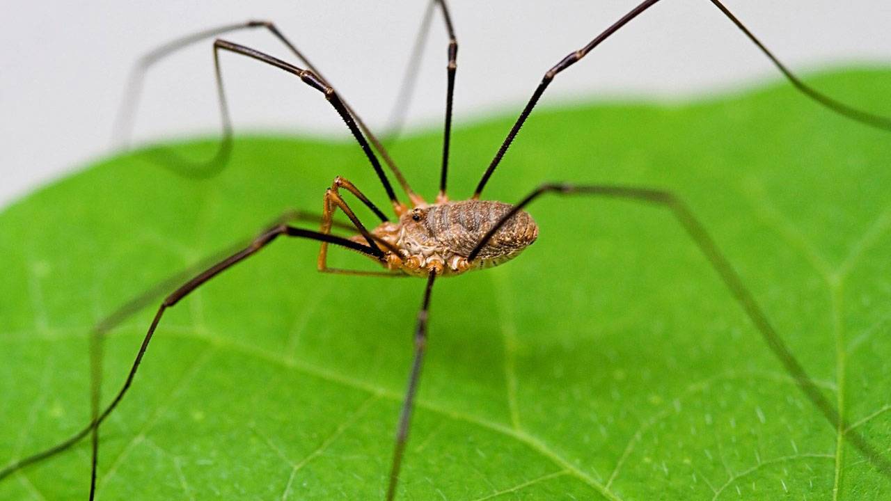 Кто такой – паук с длинными тонкими ножками, и чем он еще отличается от своих сородичей? пауки сенокосцы в квартире и дома насекомое похожее на паука с длинными лапами