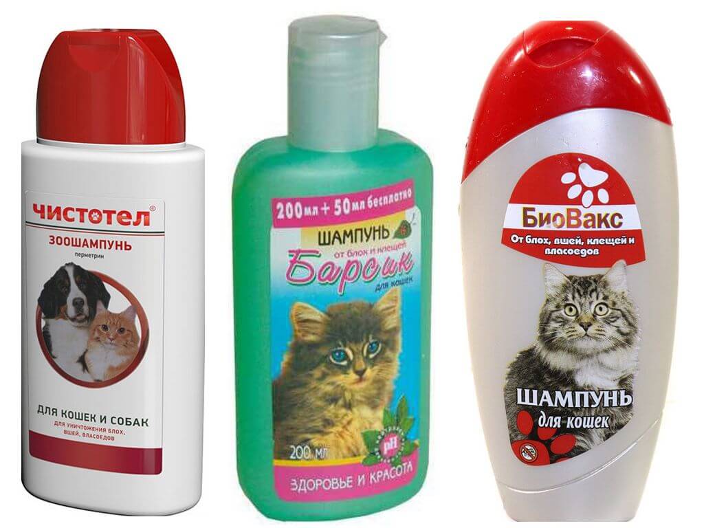 Можно ли мыть кошку обычным шампунем или хозяйственным мылом если нет специального средства