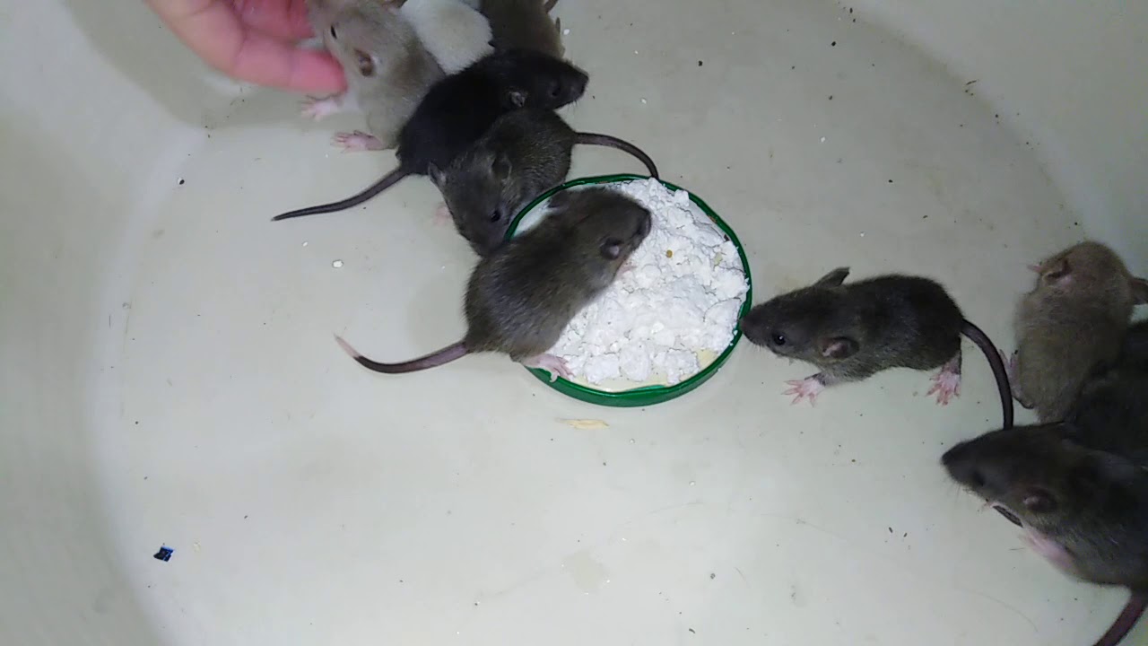 Крысы, в роли домашних питомцев: поведение, уход и питание