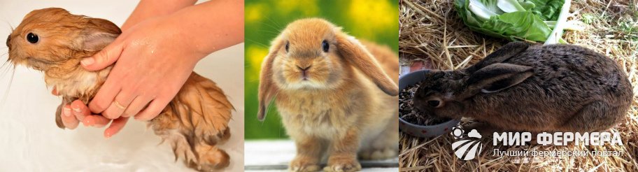 Блохи у кролика. средства от блох у кроликов: капли, ошейники, таблетки, народные средства.