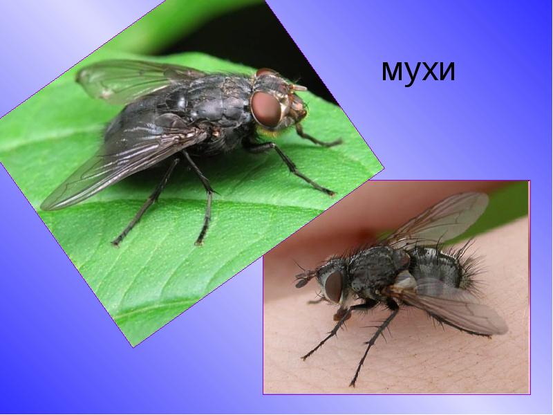 Вред и польза от мух, для чего они нужны в природе и медицине