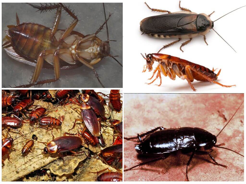 Тараканы фото виды разные в квартире