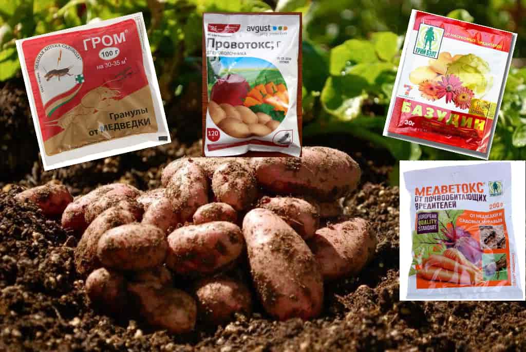 Как избавиться от проволочника в огороде на картофельном участке химическими и народными средствами