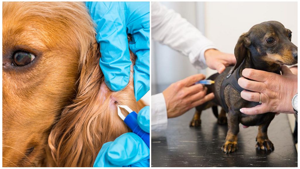 Прививка от клещей для собак: виды вакцин и основы вакцинации