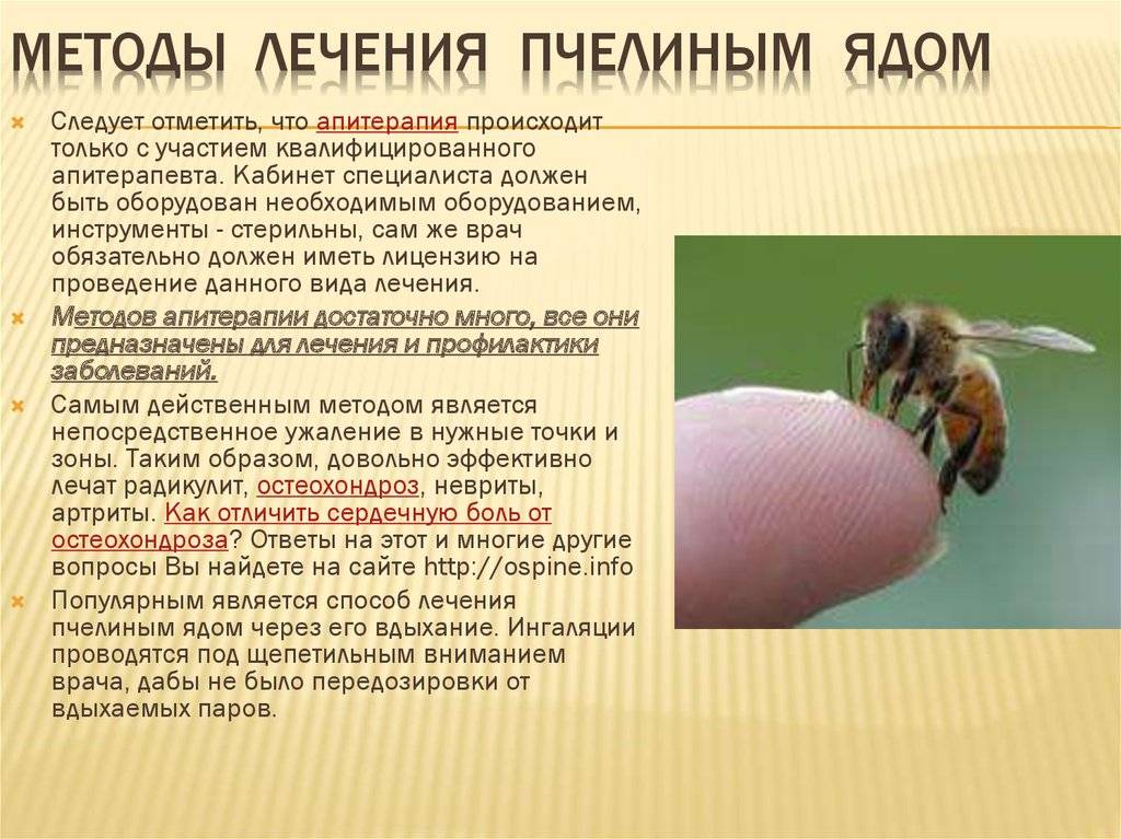Полезен ли укус осы, состав осиного яда