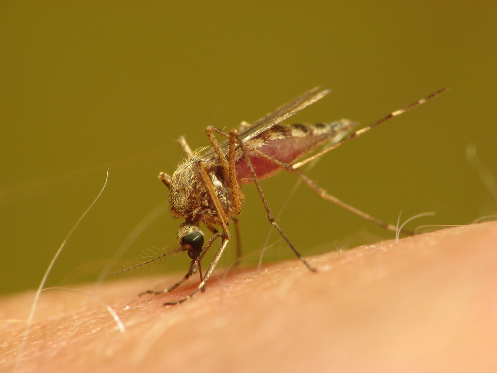 Что будет если укусит малярийный комар и что делать при его укусе?