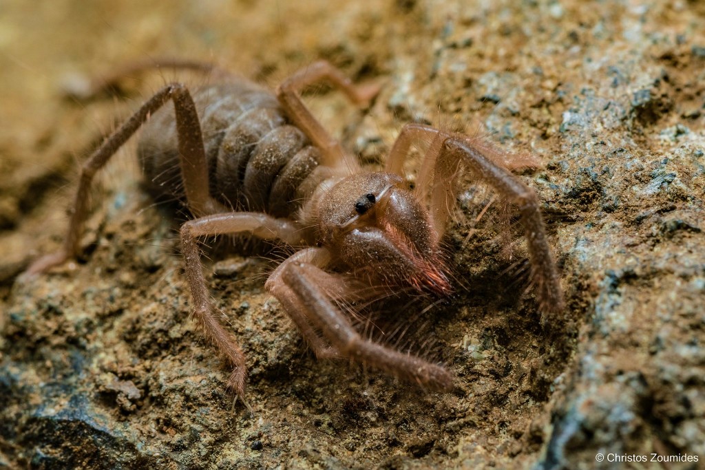 Верблюжий паук (сольпуга, паук фаланга) – фото и описание