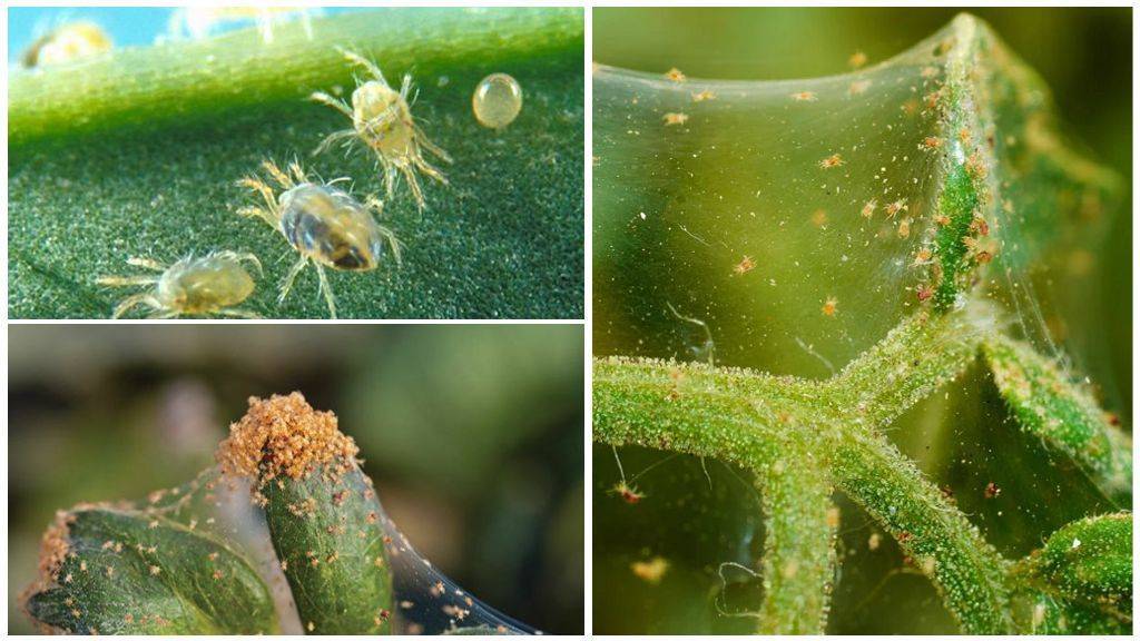 Как быстро избавиться от паутинного клеща на комнатных растениях