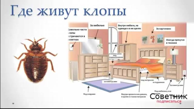 Клоп постельный – всё о насекомом: описание, фото, методы уничтожения