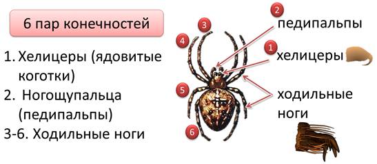 Паукообразные органы чувств