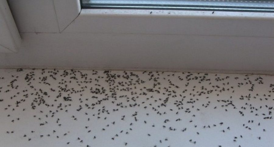 Как избавиться от мух в доме и квартире навсегда самостоятельно